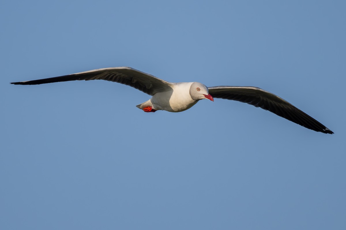 Mouette à tête grise - ML608609562