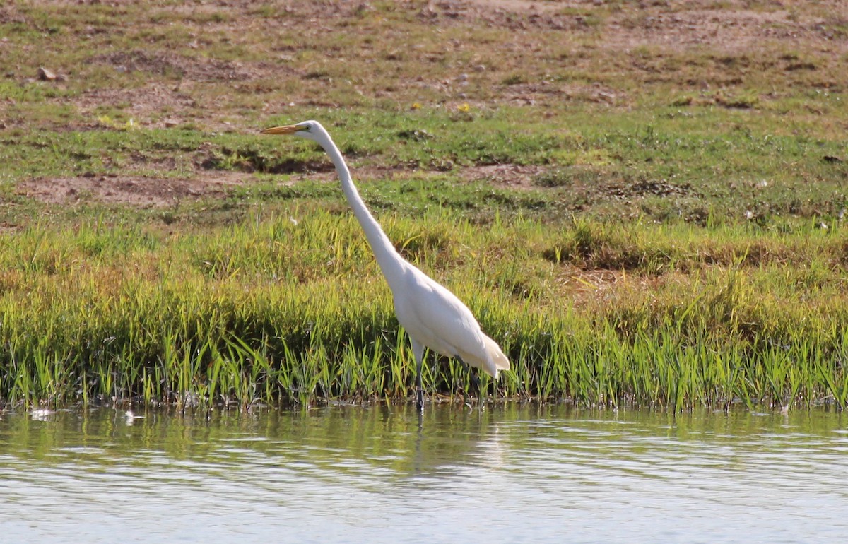 Great Egret - ML608609706