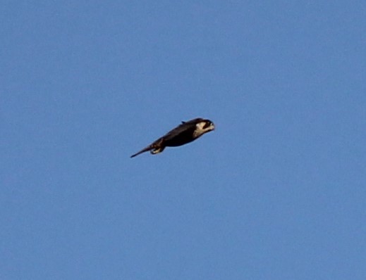 Peregrine Falcon - ML608609726