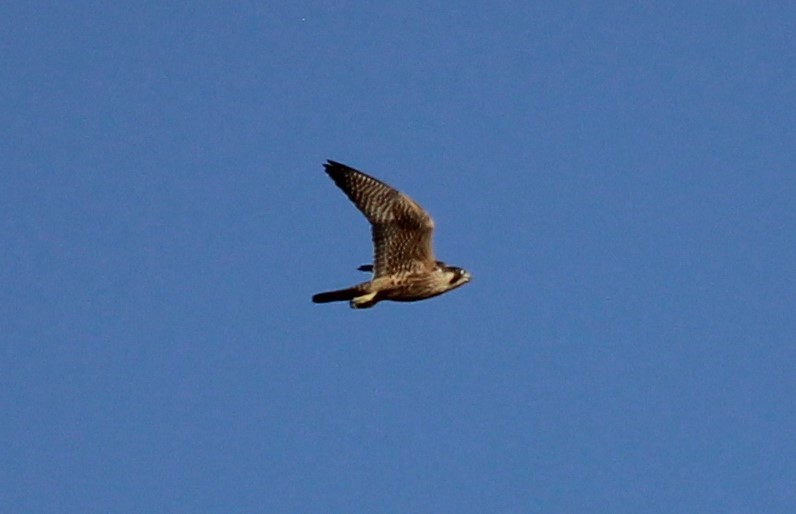 Peregrine Falcon - ML608609734