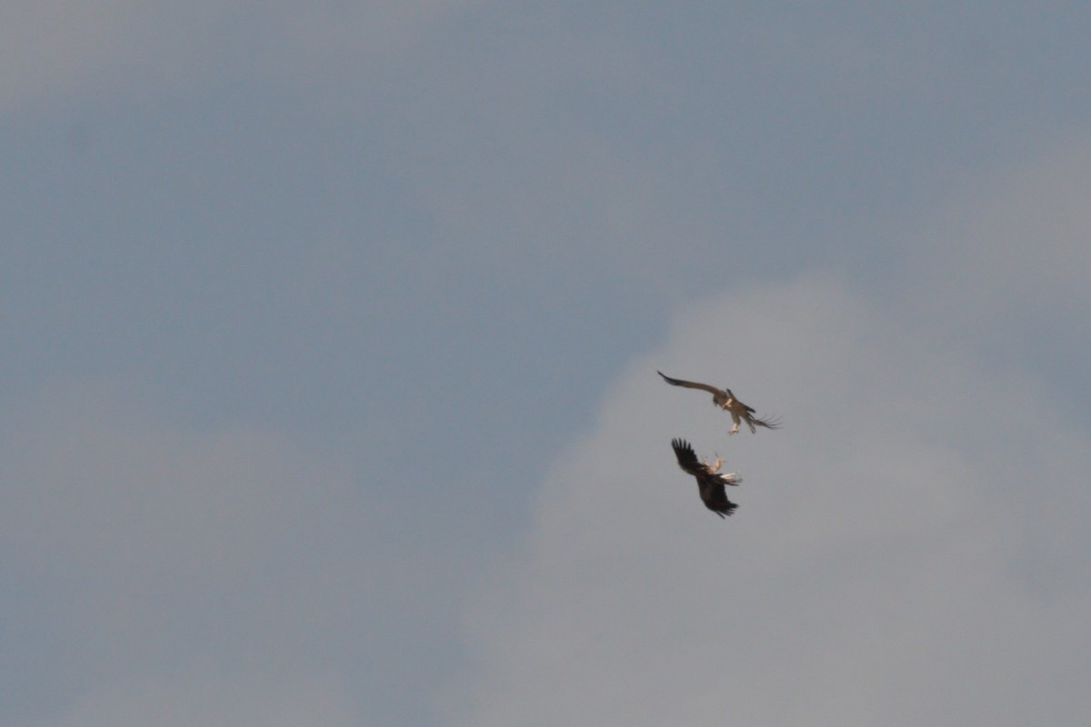 Booted Eagle - Francisco Jambas