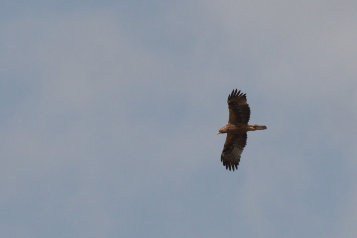 Booted Eagle - Francisco Jambas