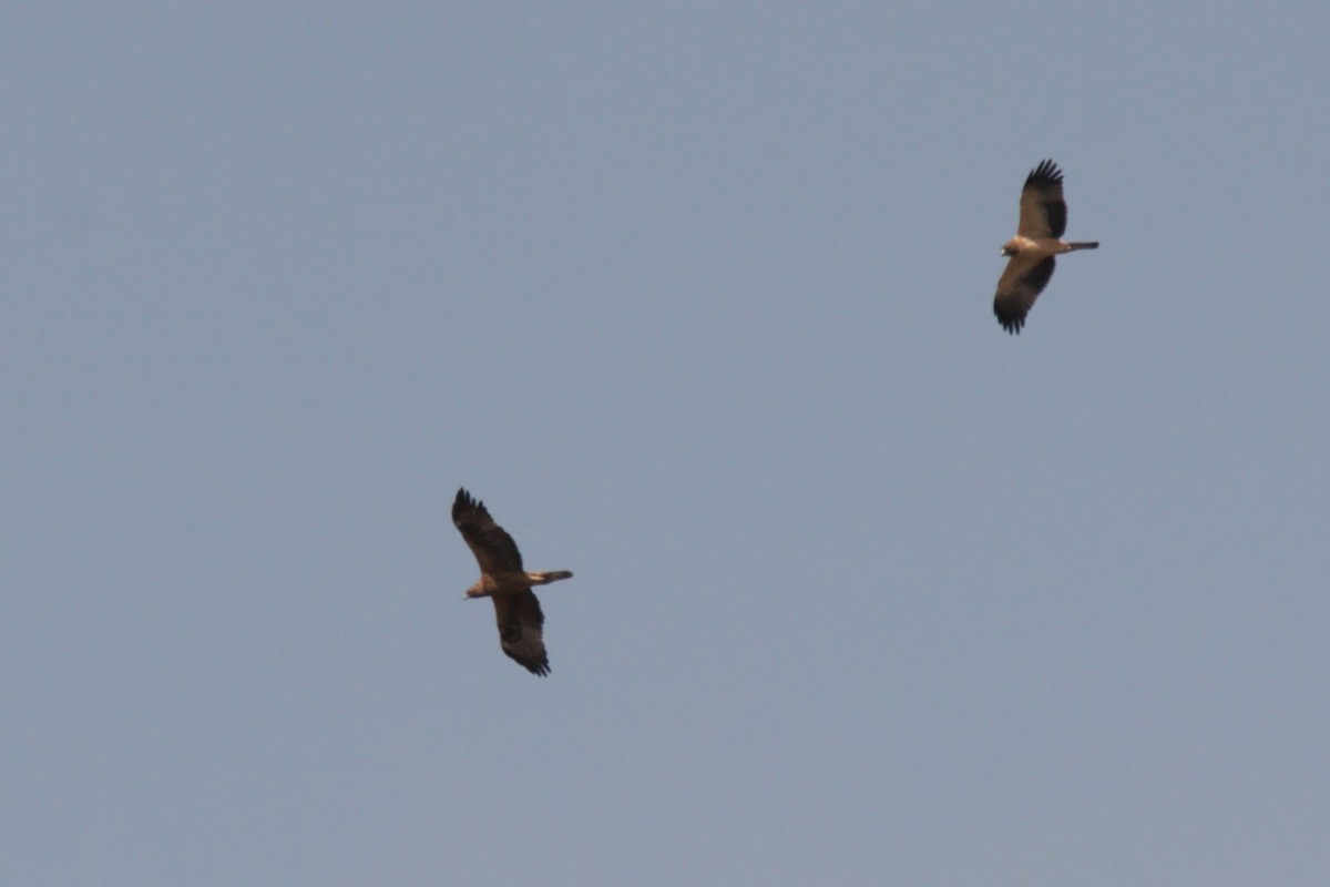 Booted Eagle - Francisco Jambas