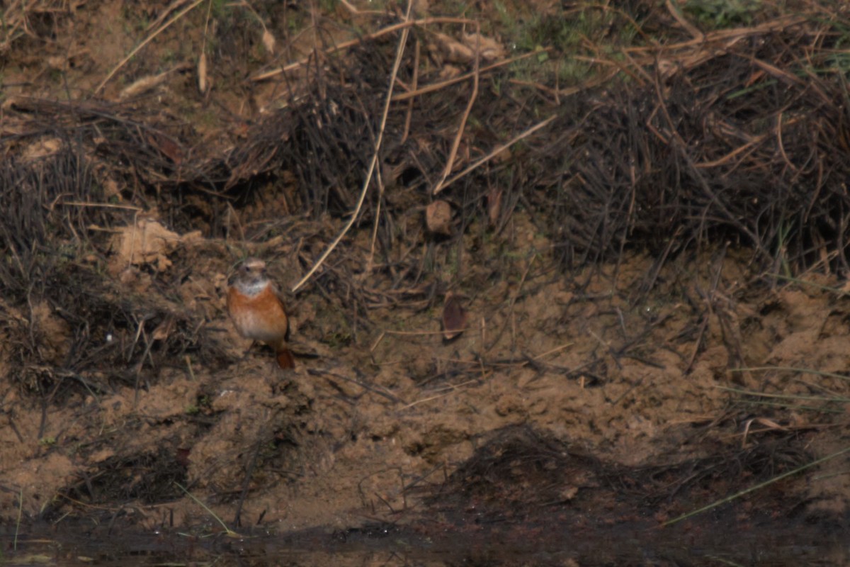 Common Redstart - ML608609764