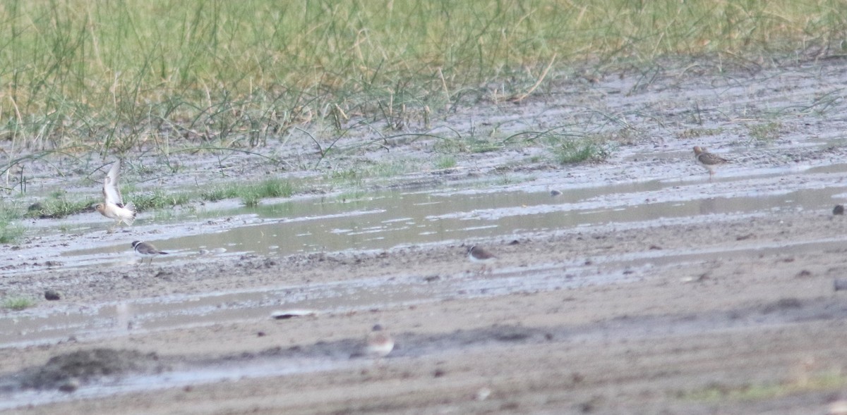 Buff-breasted Sandpiper - ML608609766