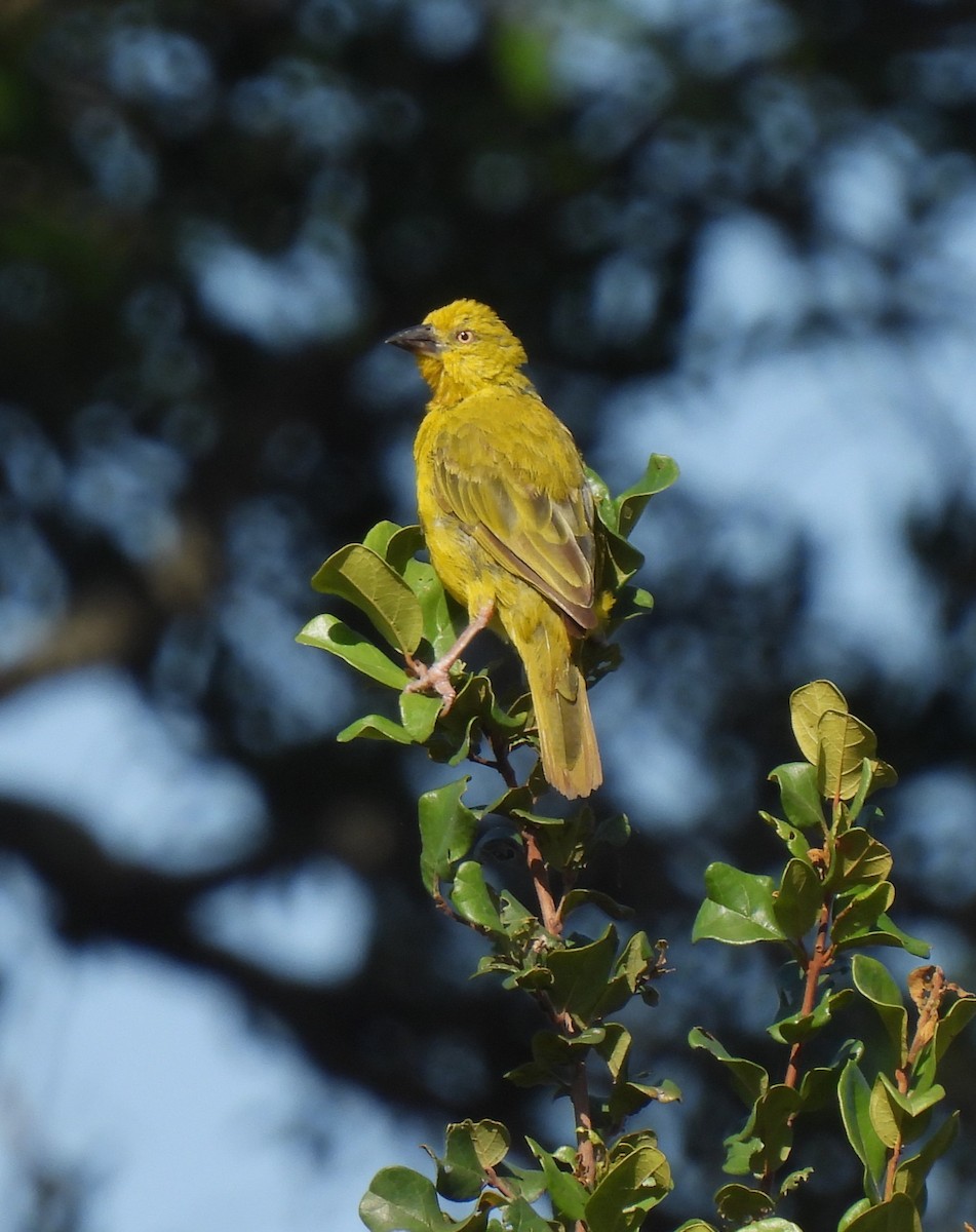 Cape Weaver - Sahana M