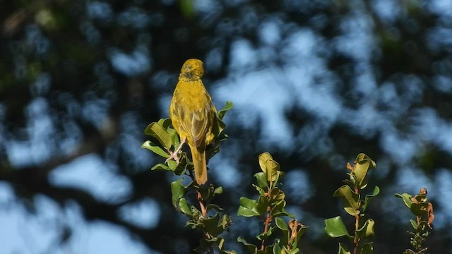 Cape Weaver - ML608609813