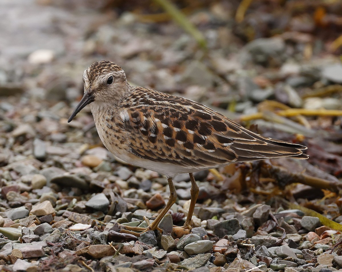 Least Sandpiper - ML608609854