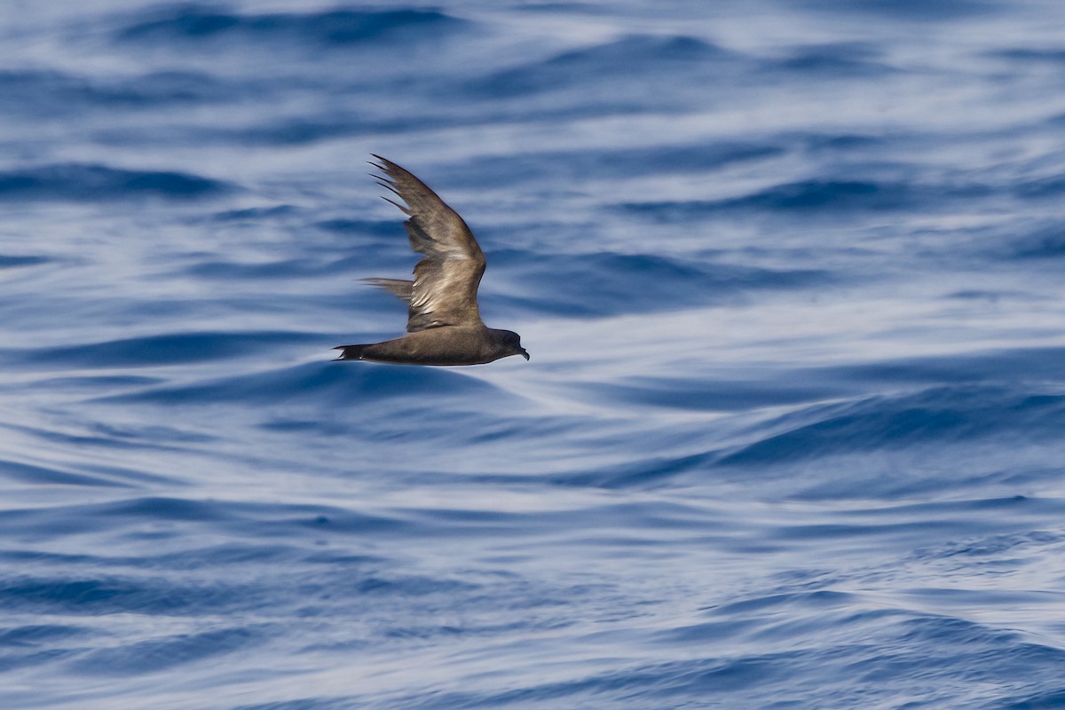 Swinhoe's Storm-Petrel - ML608609918