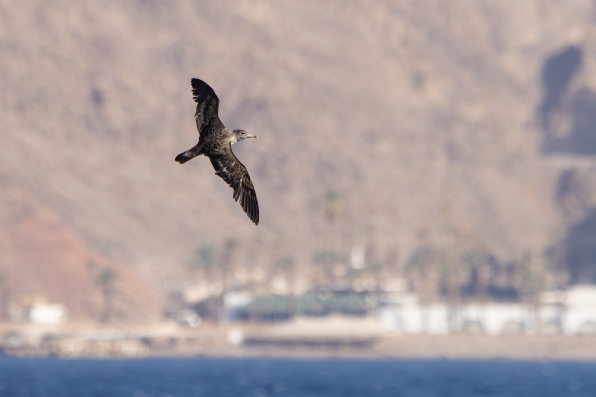 Cory's Shearwater - ML608609925