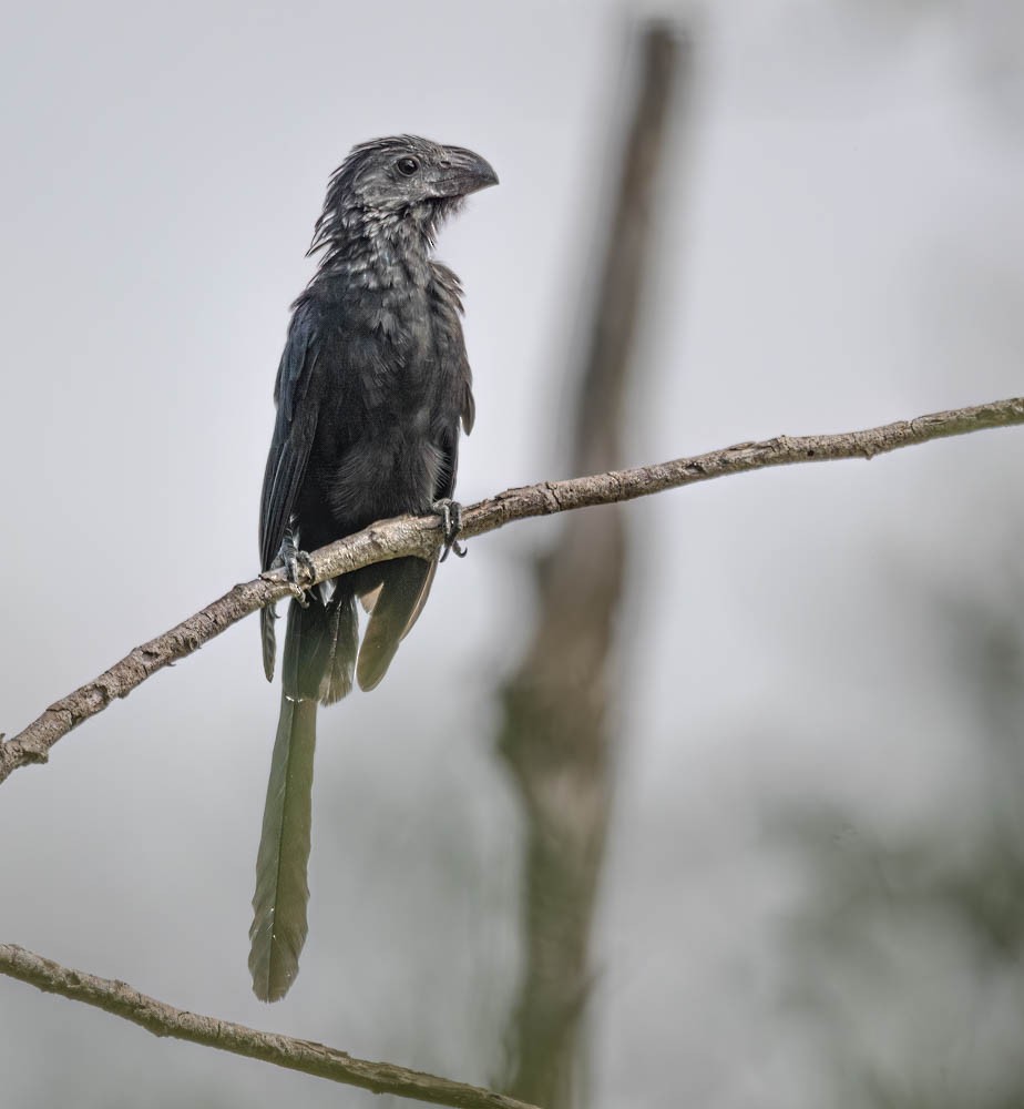 Groove-billed Ani - Carlton Cook