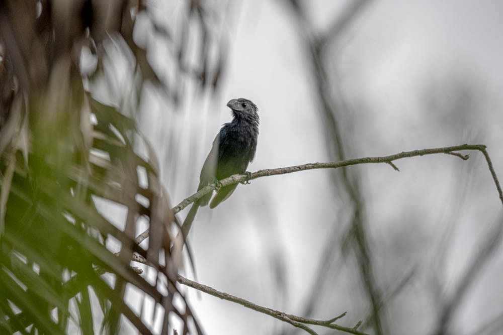 Groove-billed Ani - ML608610136