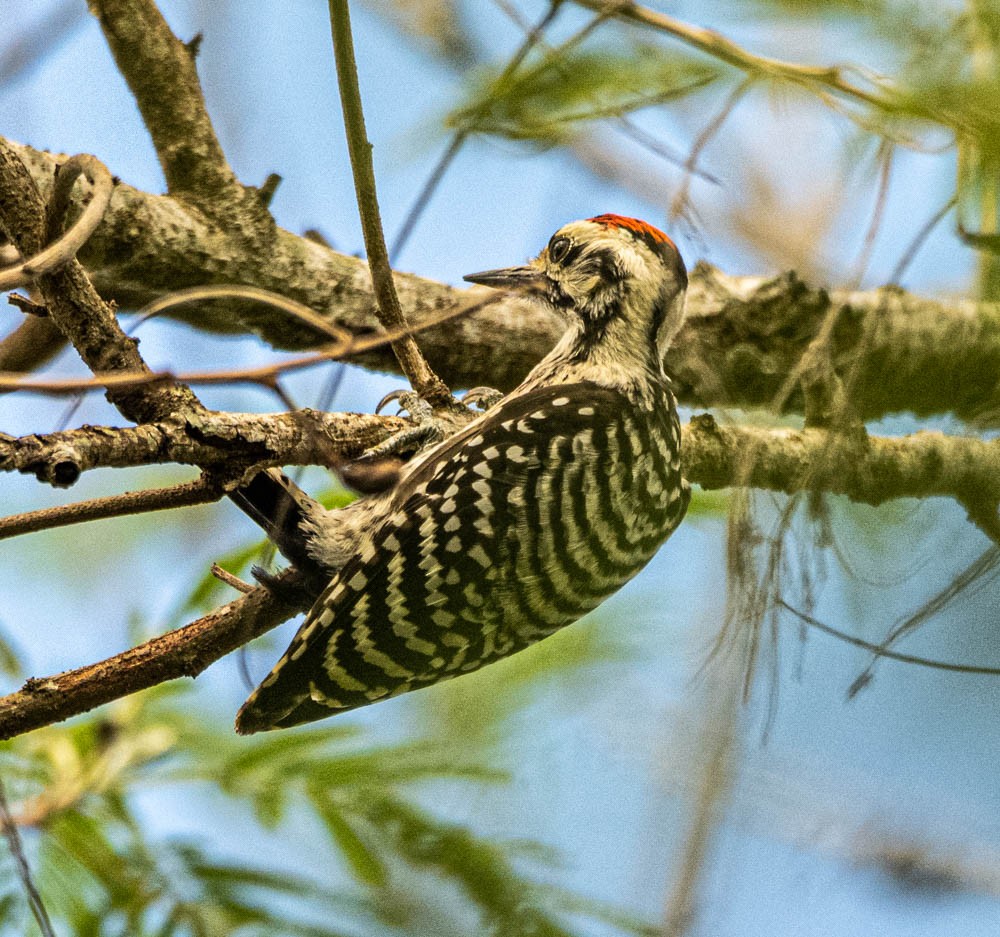 Golden-fronted Woodpecker - ML608610157