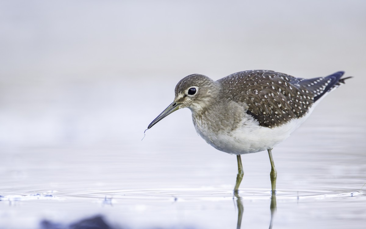 Solitary Sandpiper - ML608610331