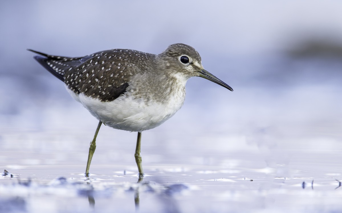 Solitary Sandpiper - ML608610332