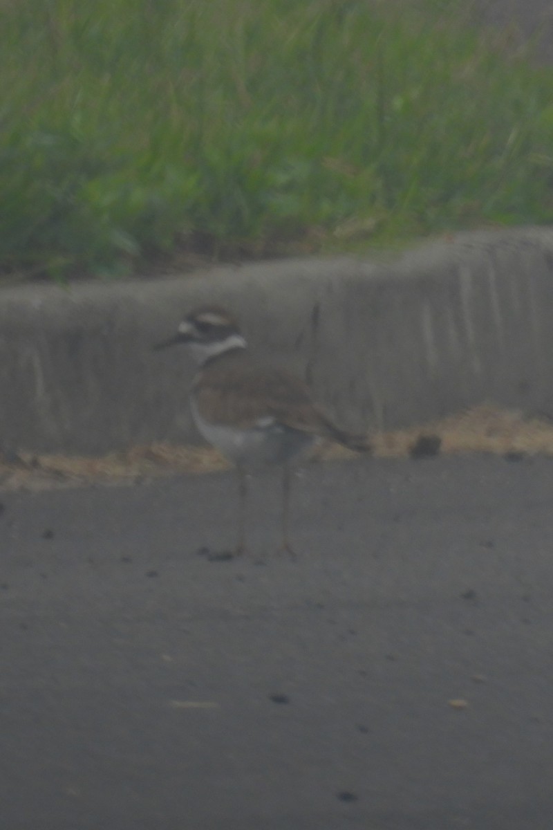 Killdeer - ML608610577