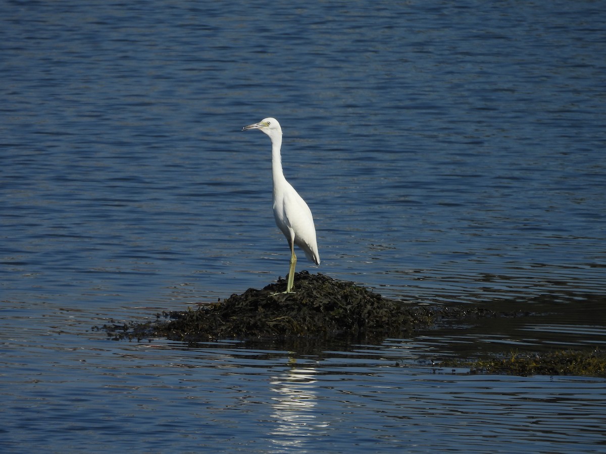 Little Blue Heron - ML608610625