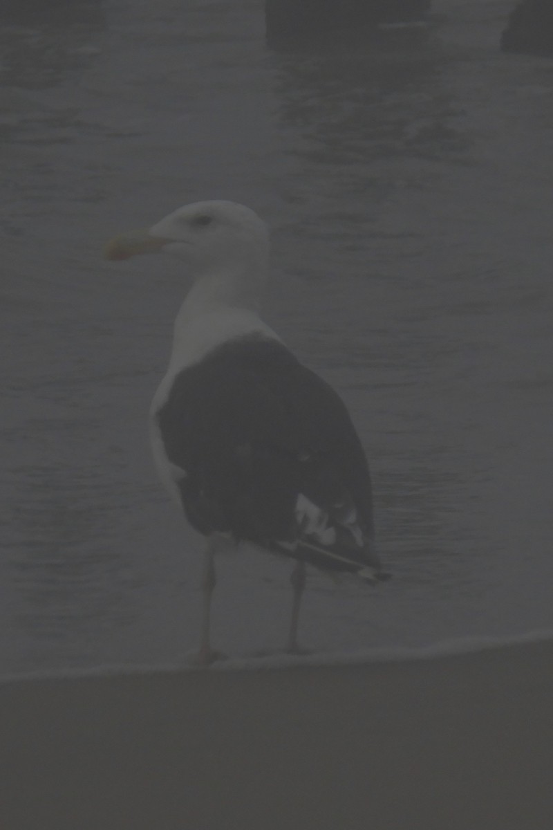 Great Black-backed Gull - Larry Gaugler