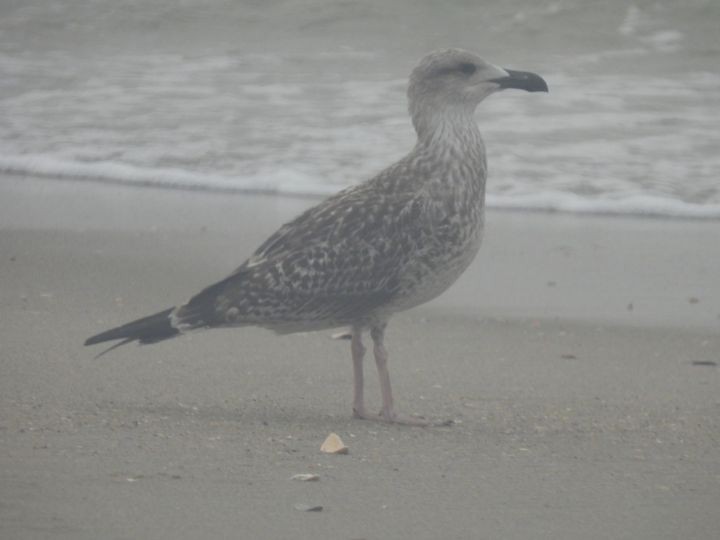 Larus sp. - ML608610671