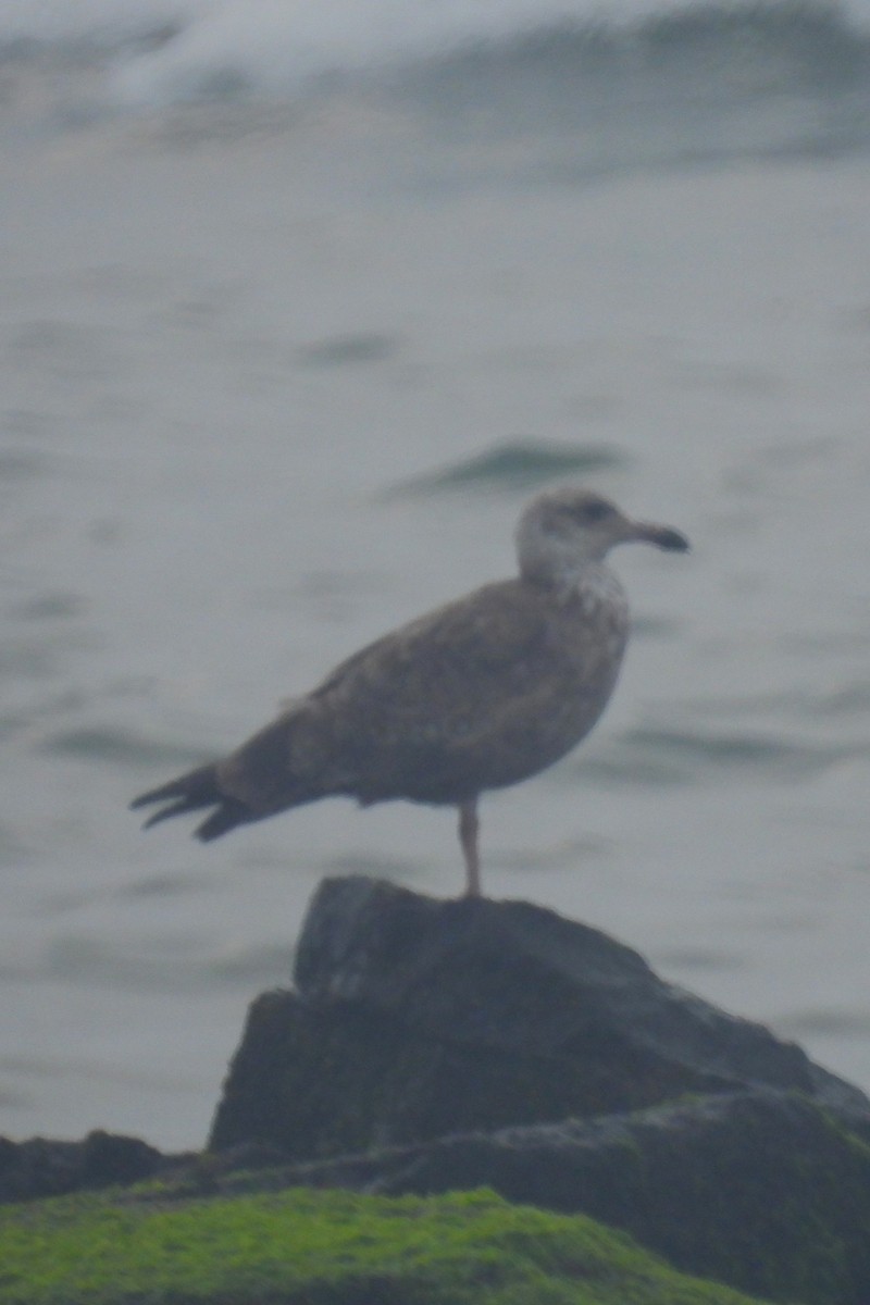 Larus sp. - ML608610672