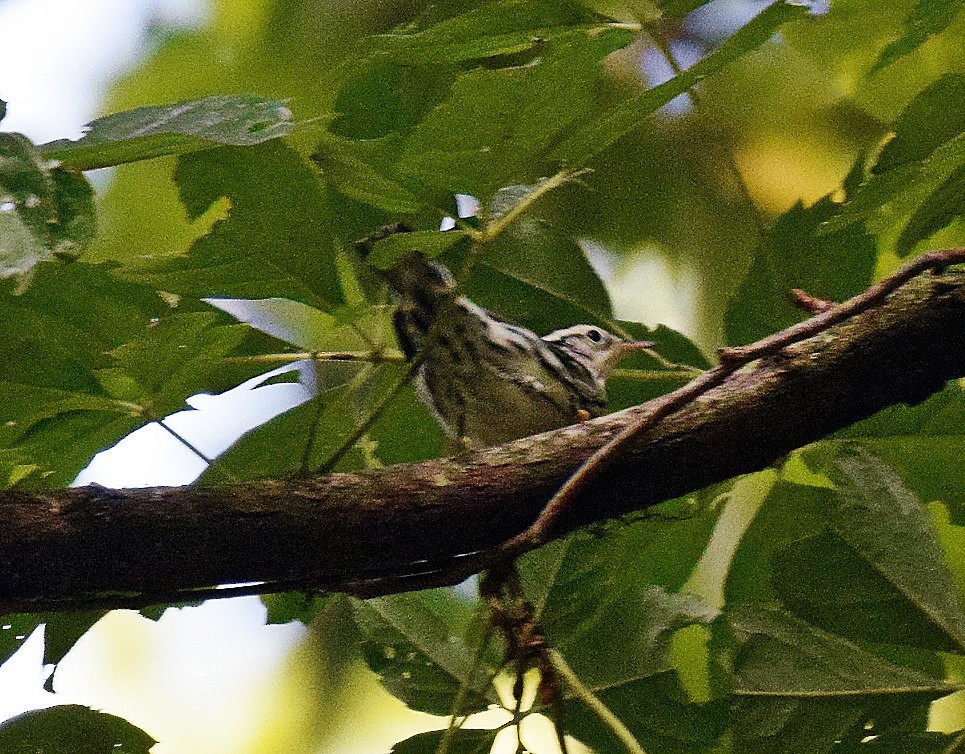 Black-and-white Warbler - ML608610710