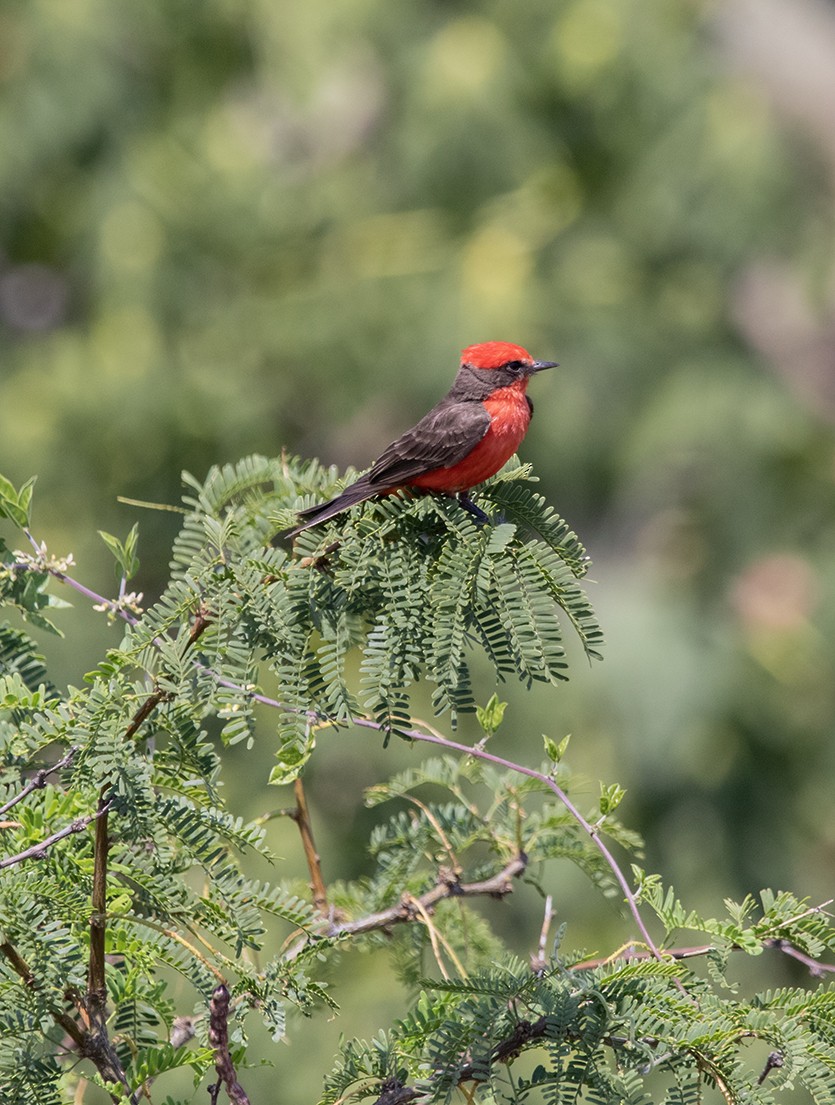 Vermilion Flycatcher - ML608610766