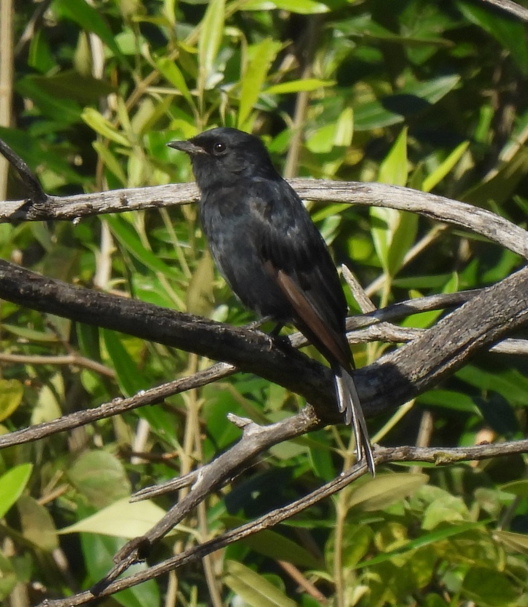 Southern Black-Flycatcher - Sahana M