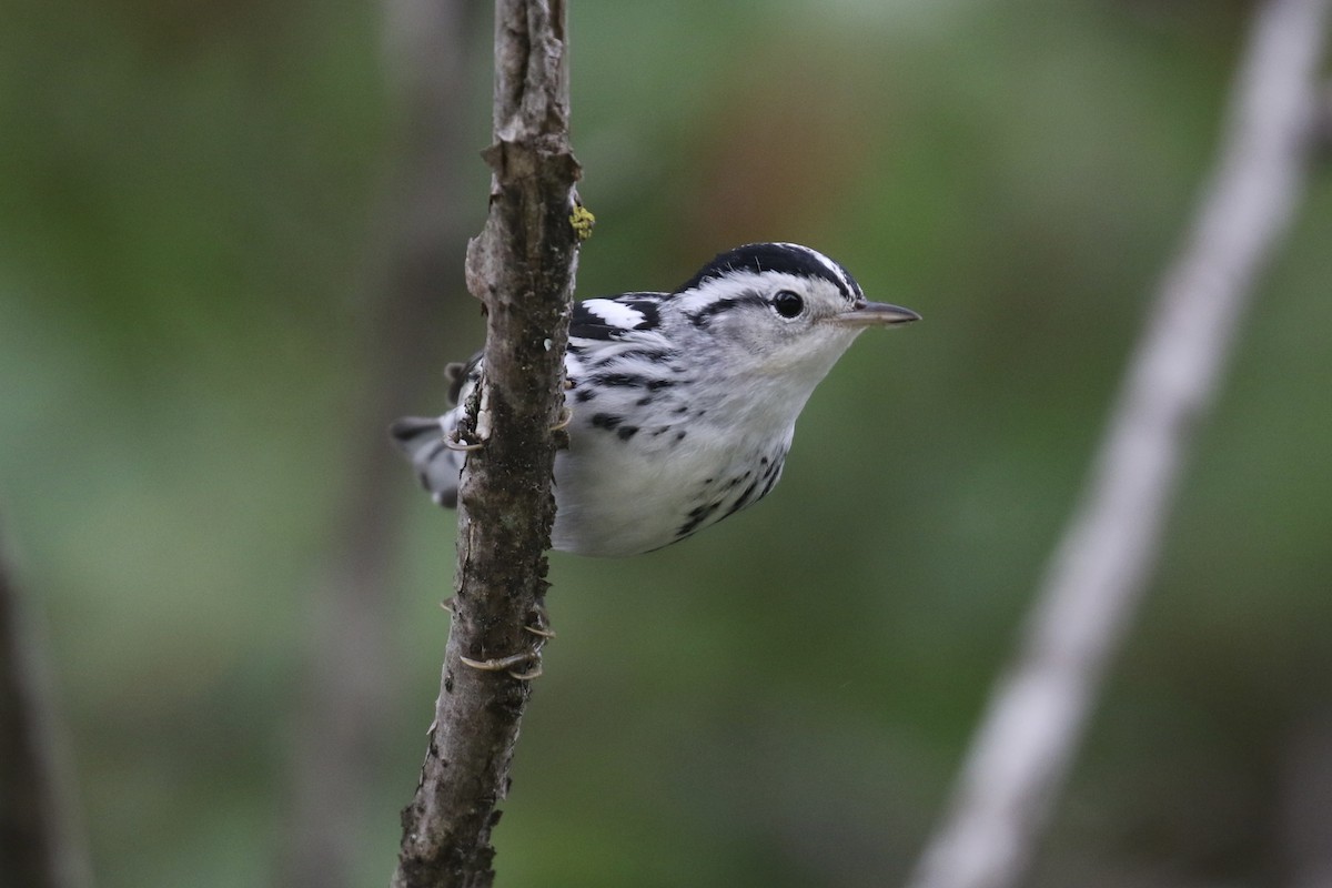 Black-and-white Warbler - ML608610807