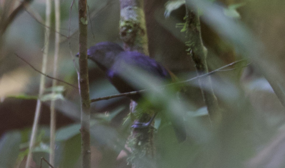 Black-throated Antshrike - ML608610893