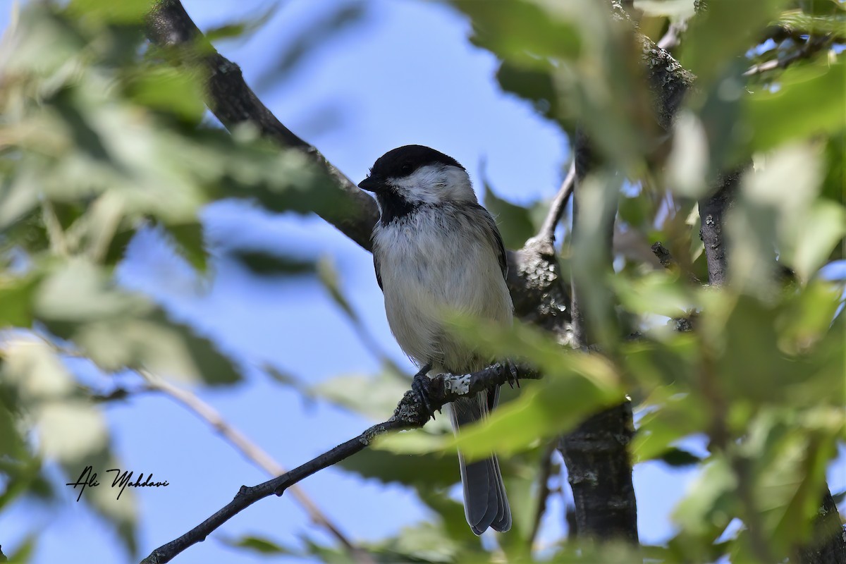 Mésange d'Iran - ML608610898