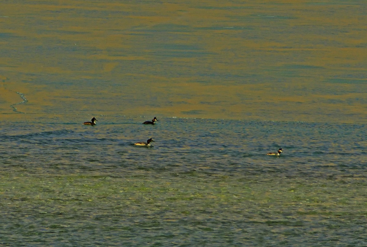 Great Crested Grebe - ML608610912