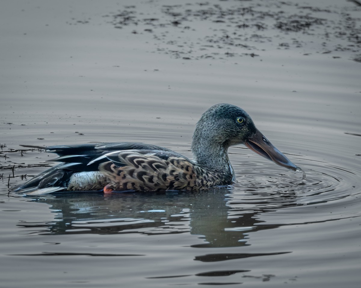 Canard souchet - ML608610922