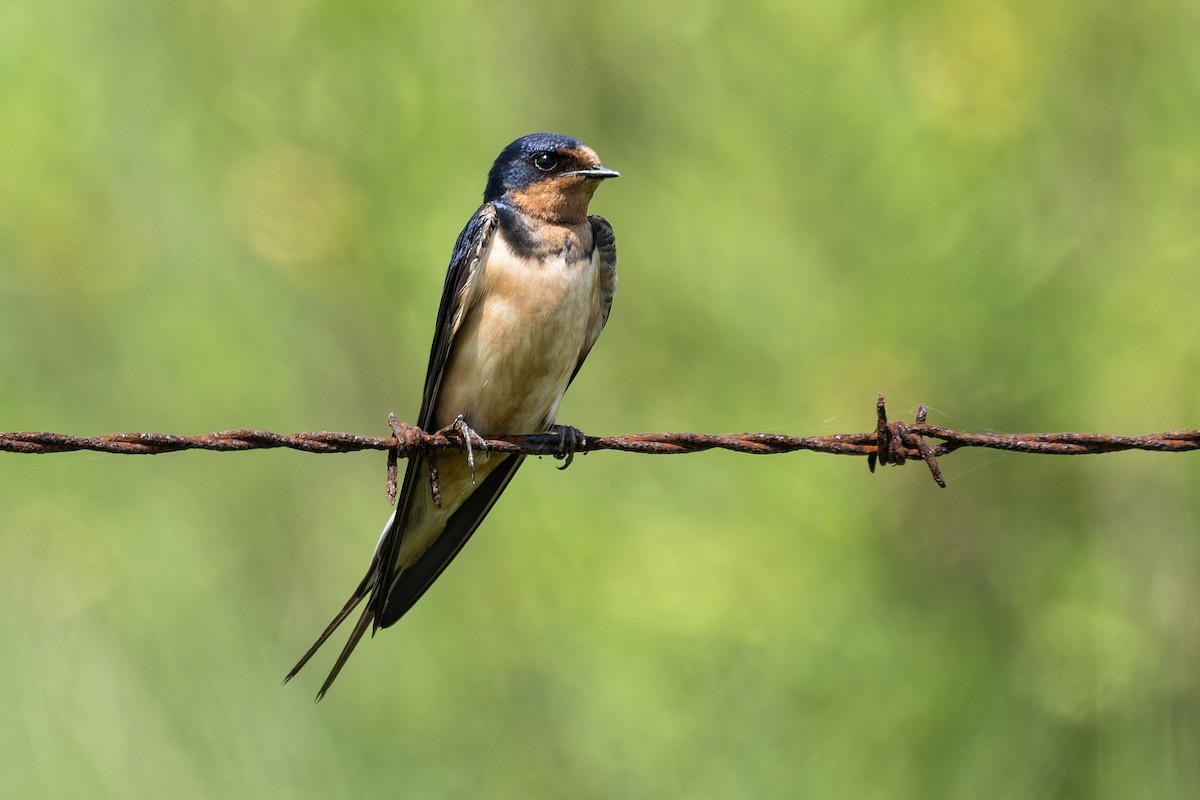 Barn Swallow - Don Danko