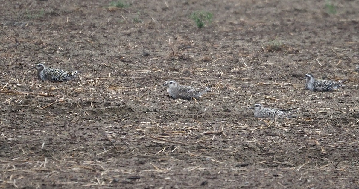 American Golden-Plover - Gordon Johnston