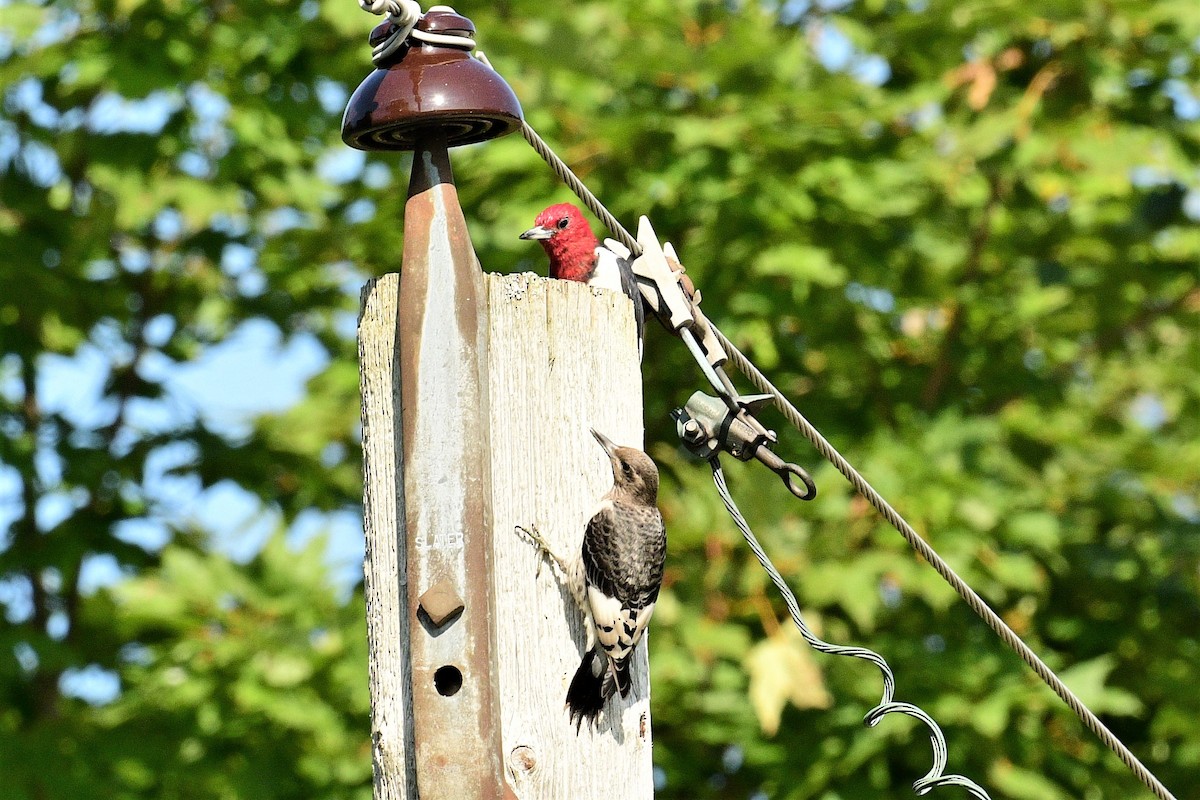 Red-headed Woodpecker - ML608610988