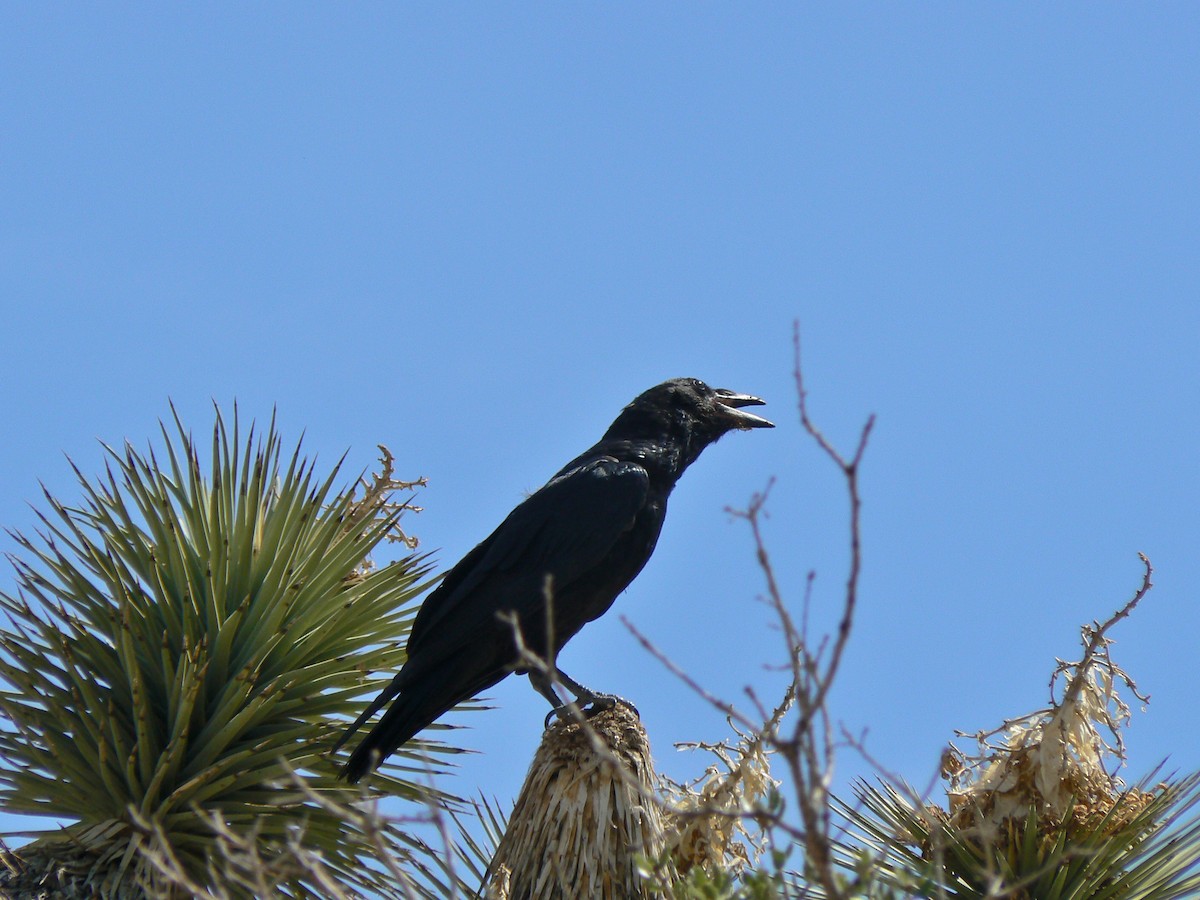 Common Raven - ML608610993