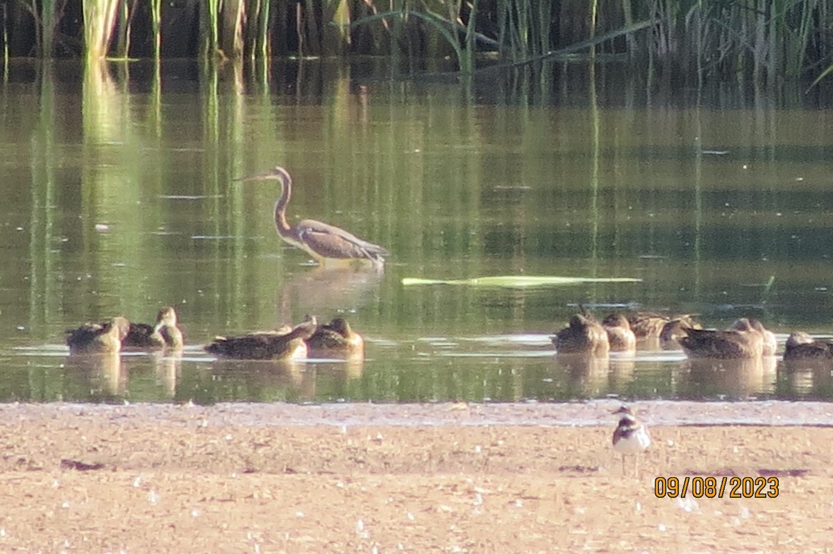 Tricolored Heron - ML608611156