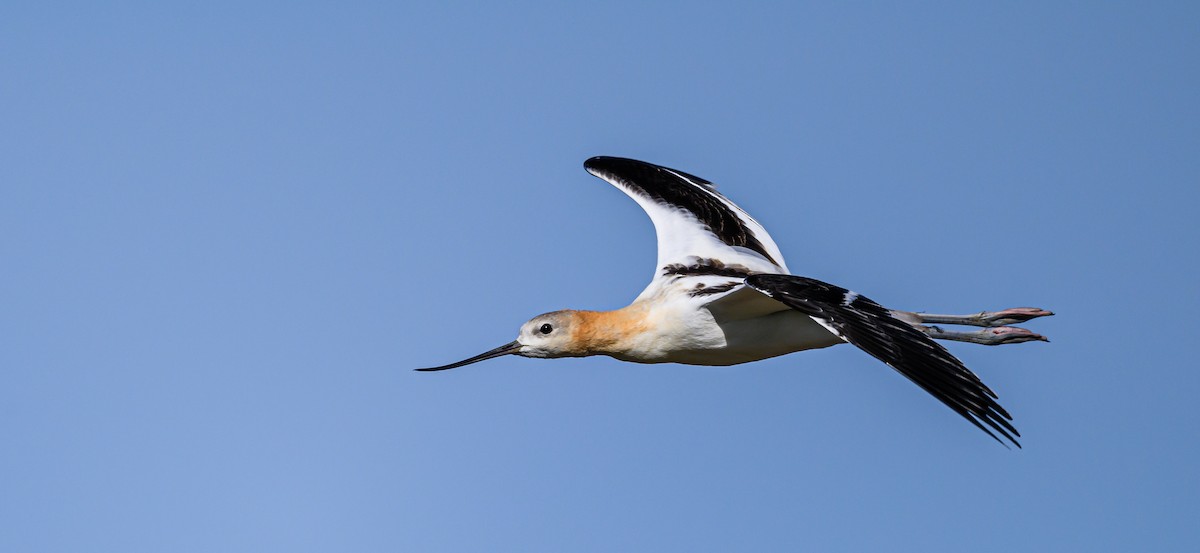 American Avocet - ML608611186