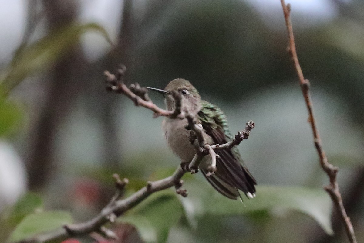 Ruby-throated Hummingbird - ML608611208