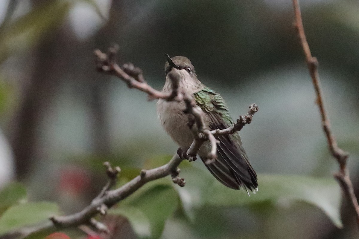 Ruby-throated Hummingbird - ML608611209