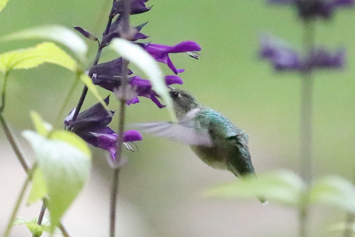 Ruby-throated Hummingbird - ML608611211