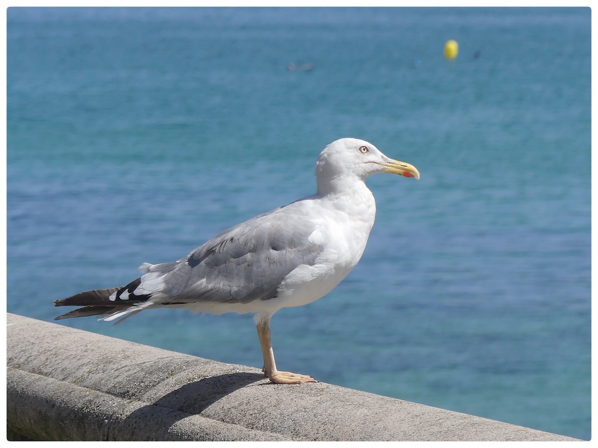 Yellow-legged Gull - Tino Fernandez