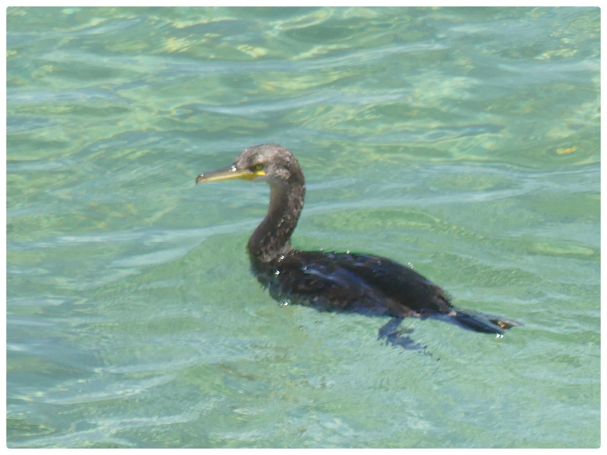 European Shag - Tino Fernandez