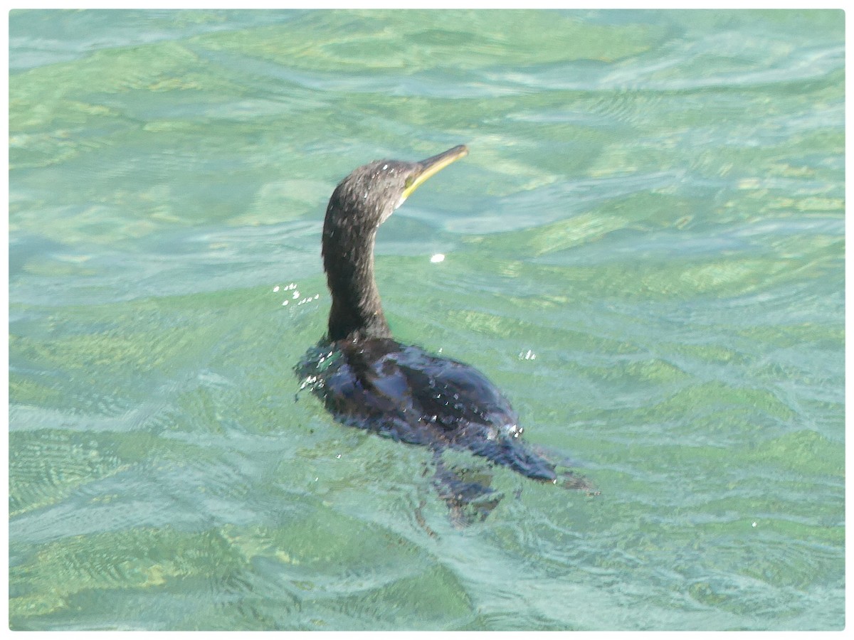 European Shag - Tino Fernandez