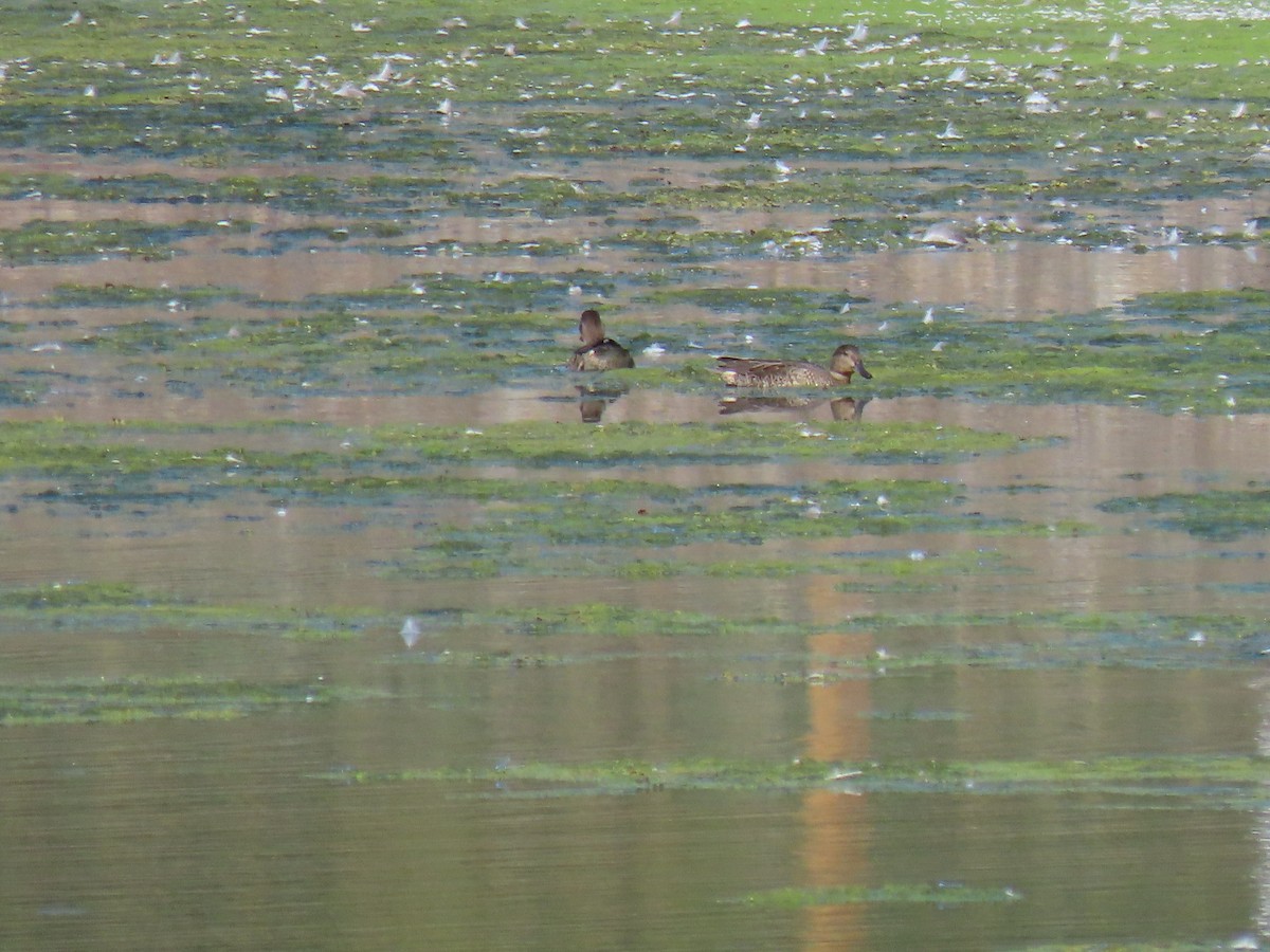 Blue-winged Teal - ML608611532