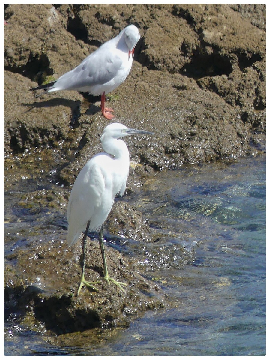 Little Egret - ML608611539