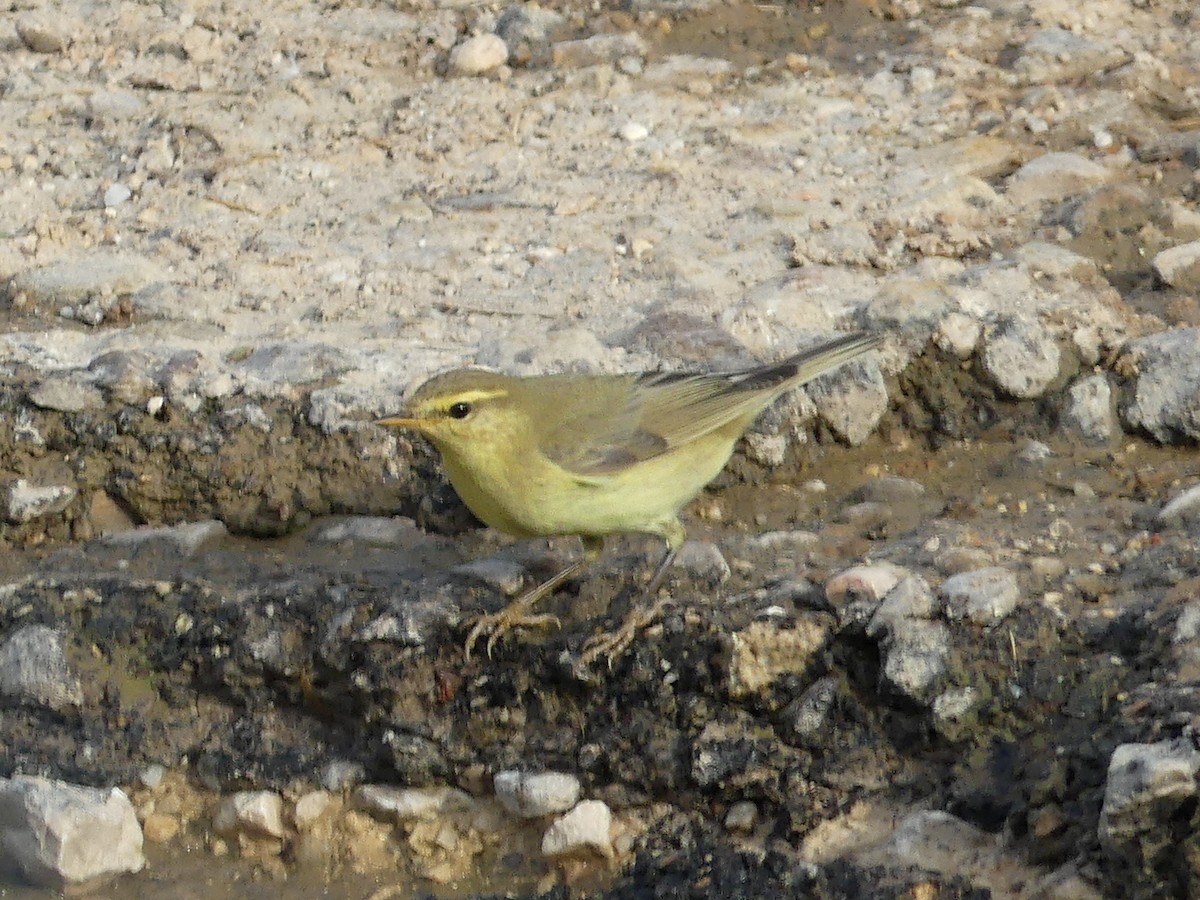 Willow Warbler - ML608611705