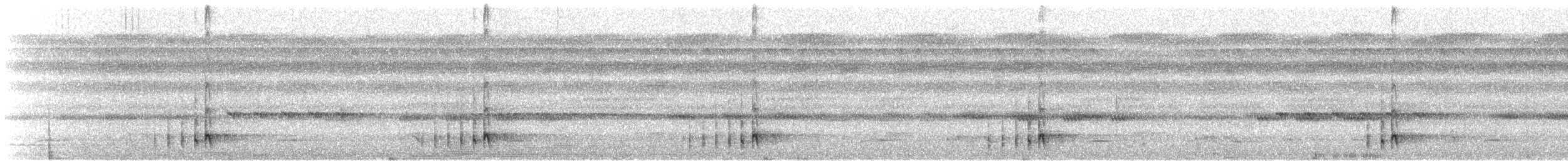 Engoulevent leucopyge (latifascia) - ML608611792