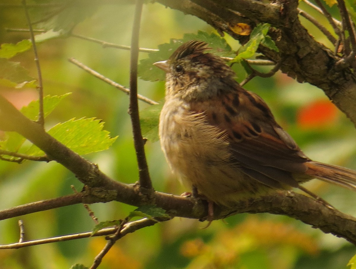 Swamp Sparrow - Amy Lawes