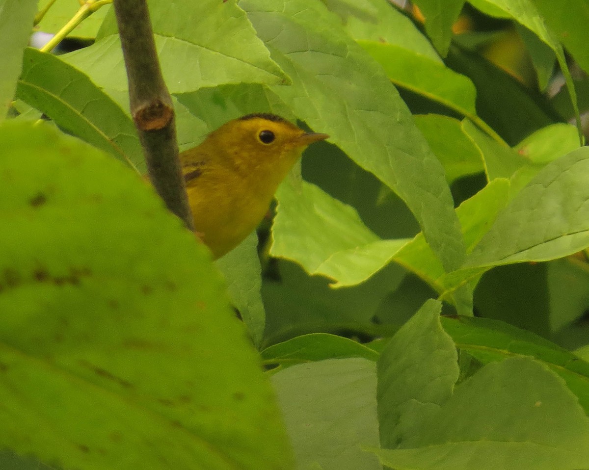 Wilson's Warbler - Amy Lawes